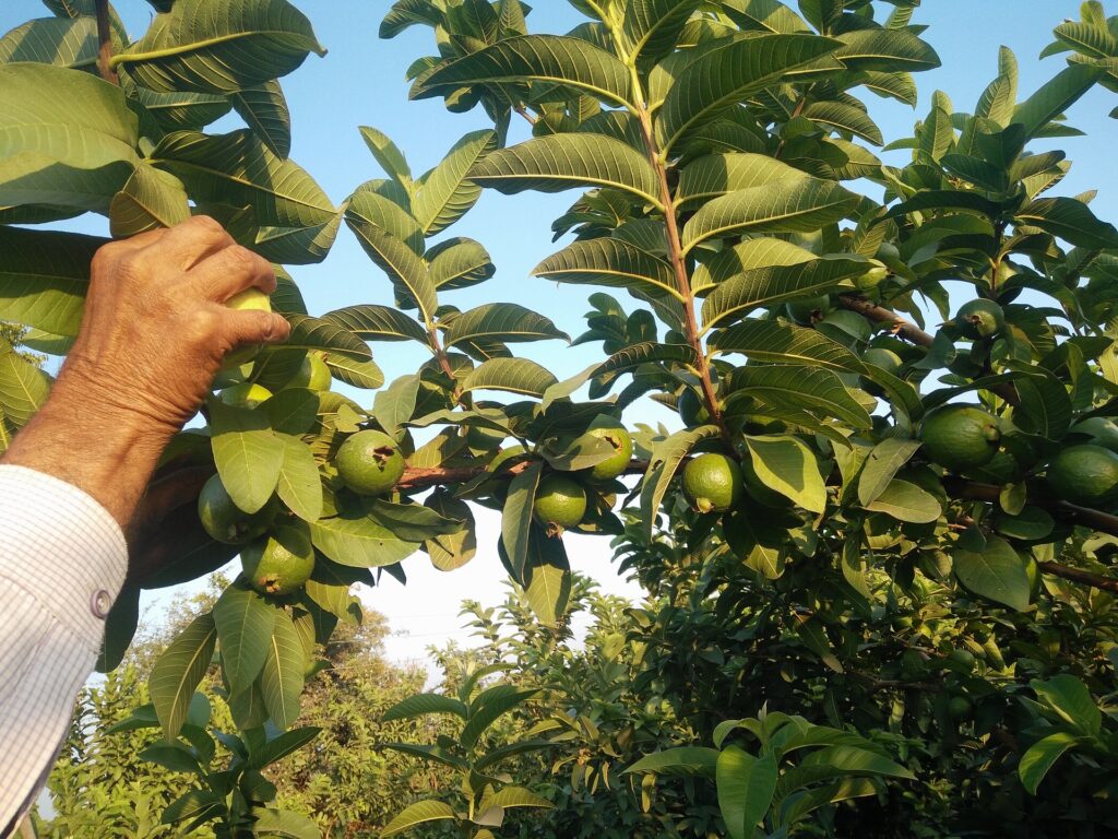 Truco y Trato: Hojas de Guayaba